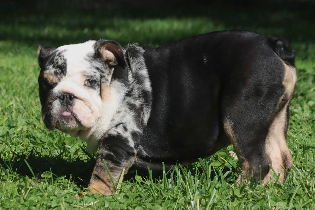 images of english bulldogs