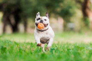 Bulldog Playtime: Engaging Activities to Keep Your Frenchie or English Bulldog Entertained