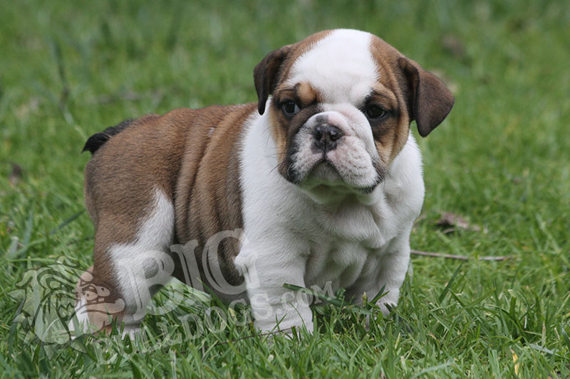 GRAPEFRUIT - BigBulldogs - BigBulldogs