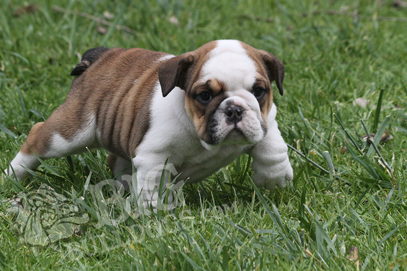 GRAPEFRUIT - BigBulldogs - BigBulldogs